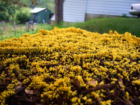 Image of Dog vomit slime mold