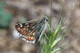 Image of Pyrgus cinarae Rambur 1838