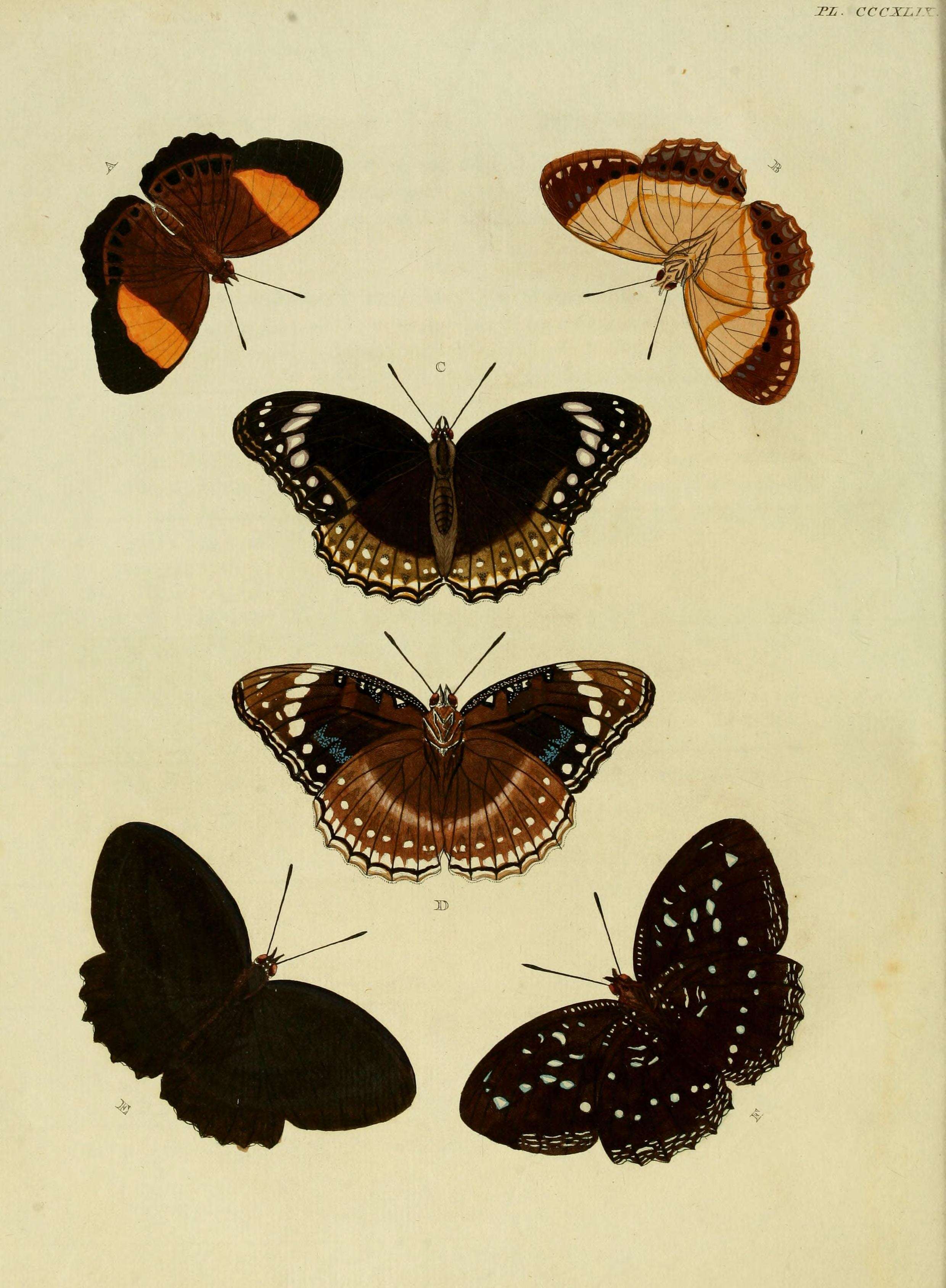 Image of Hypolimnas alimena Linnaeus 1758