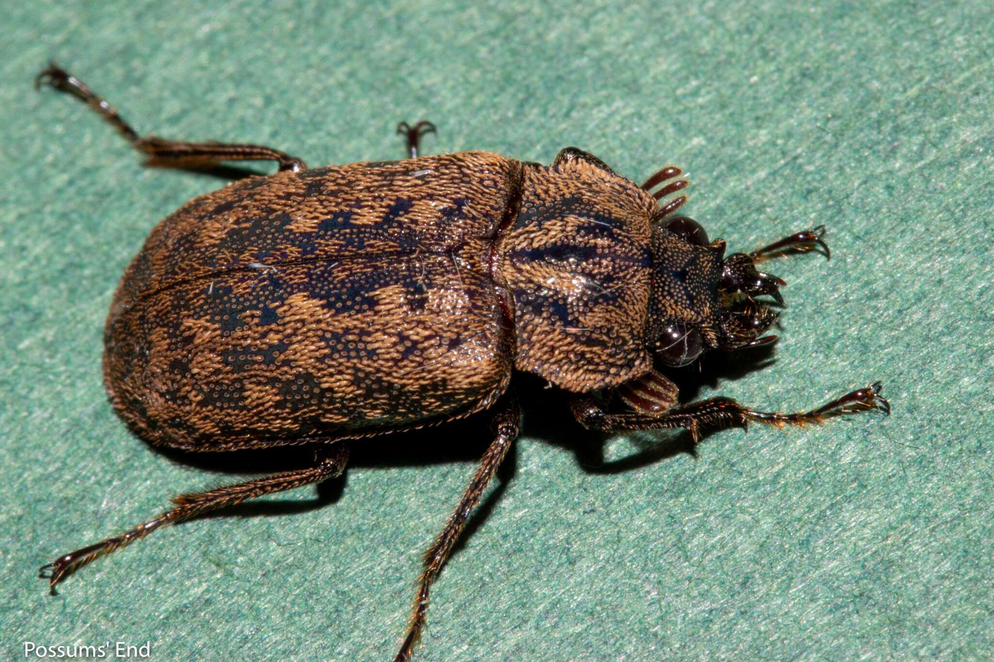 Слика од Mitophyllus parrianus Westwood 1863