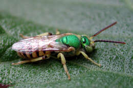 Image of Metallic Green Bees