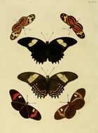 Image of Isabella’s Longwing