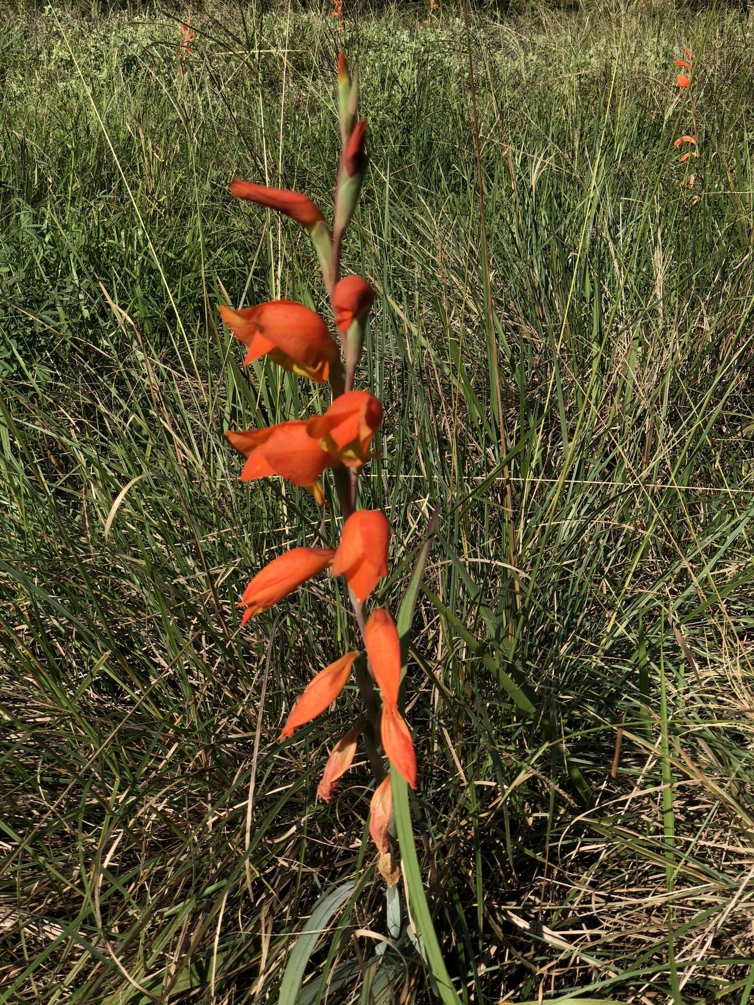 Imagem de Gladiolus dalenii Van Geel