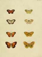 Colotis amata (Fabricius 1775)的圖片