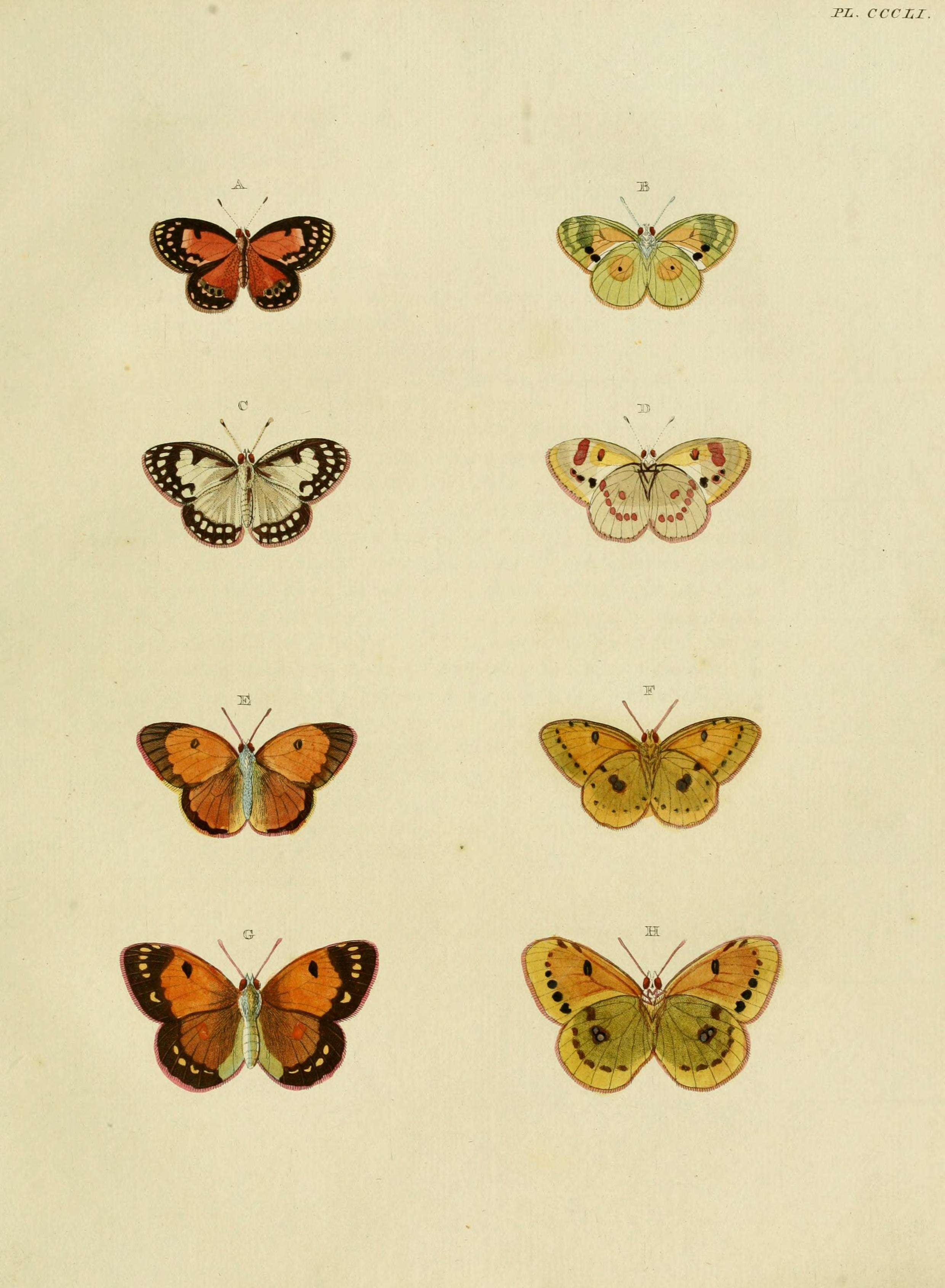 Colotis amata (Fabricius 1775)的圖片