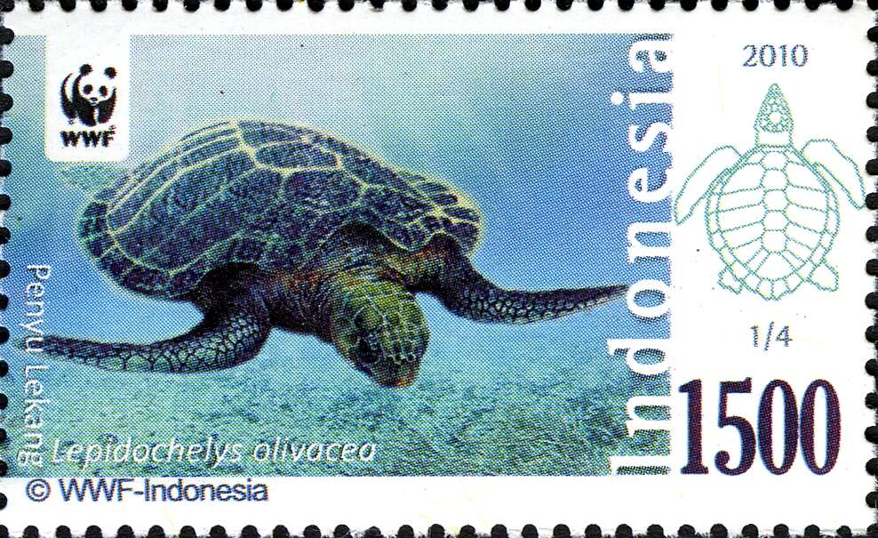 Image of Ridley sea turtles