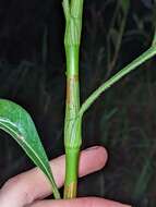 Image de Persicaria attenuata (R. Br.) Sojak