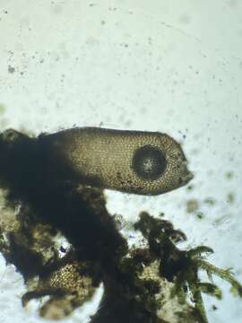 Image of Odontoschisma fluitans (Nees) L. Söderstr. & Vána