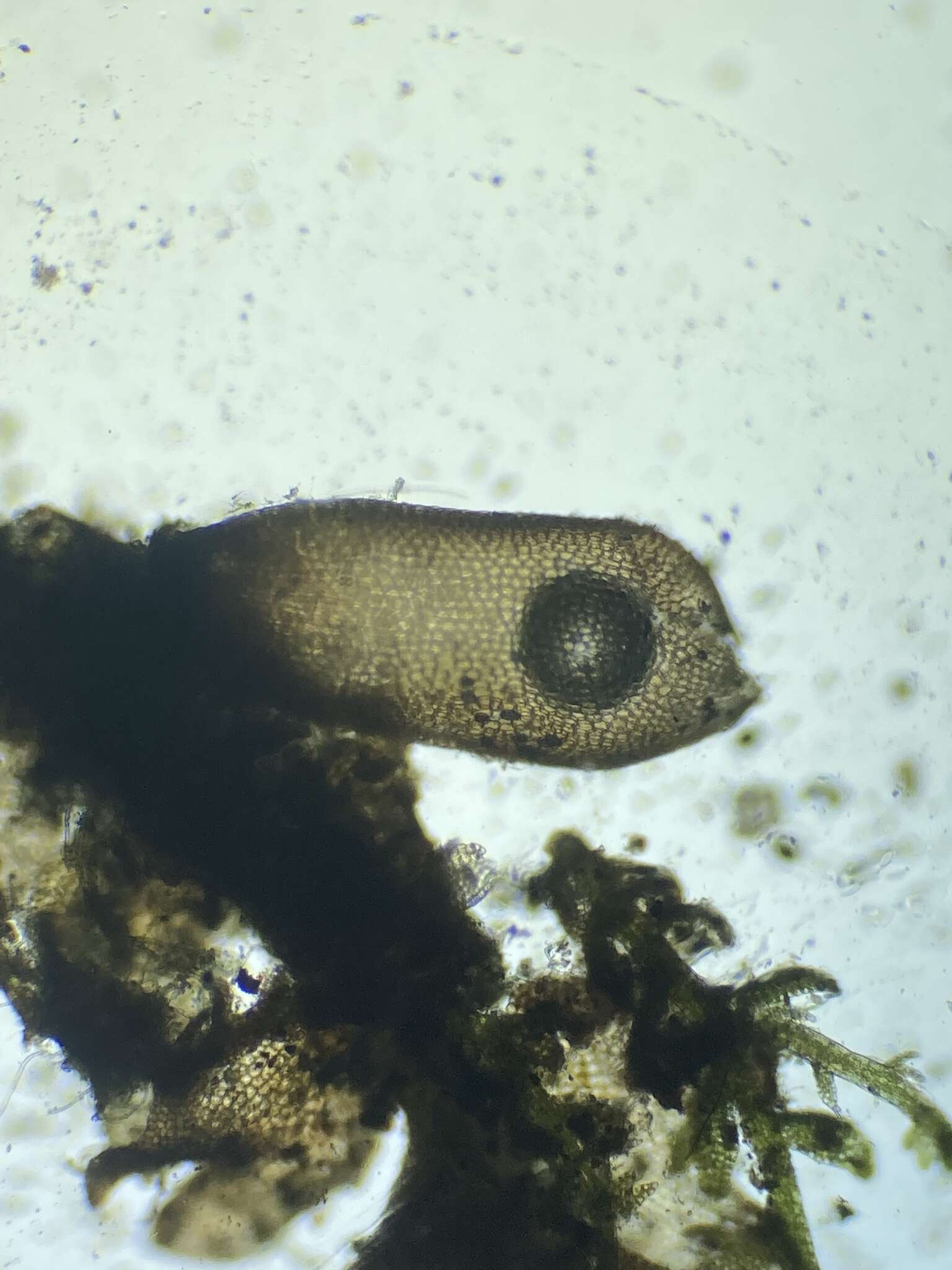 Odontoschisma fluitans (Nees) L. Söderstr. & Vána的圖片