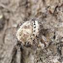 Image of Ladybird beetle