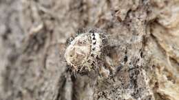 Image of Ladybird beetle