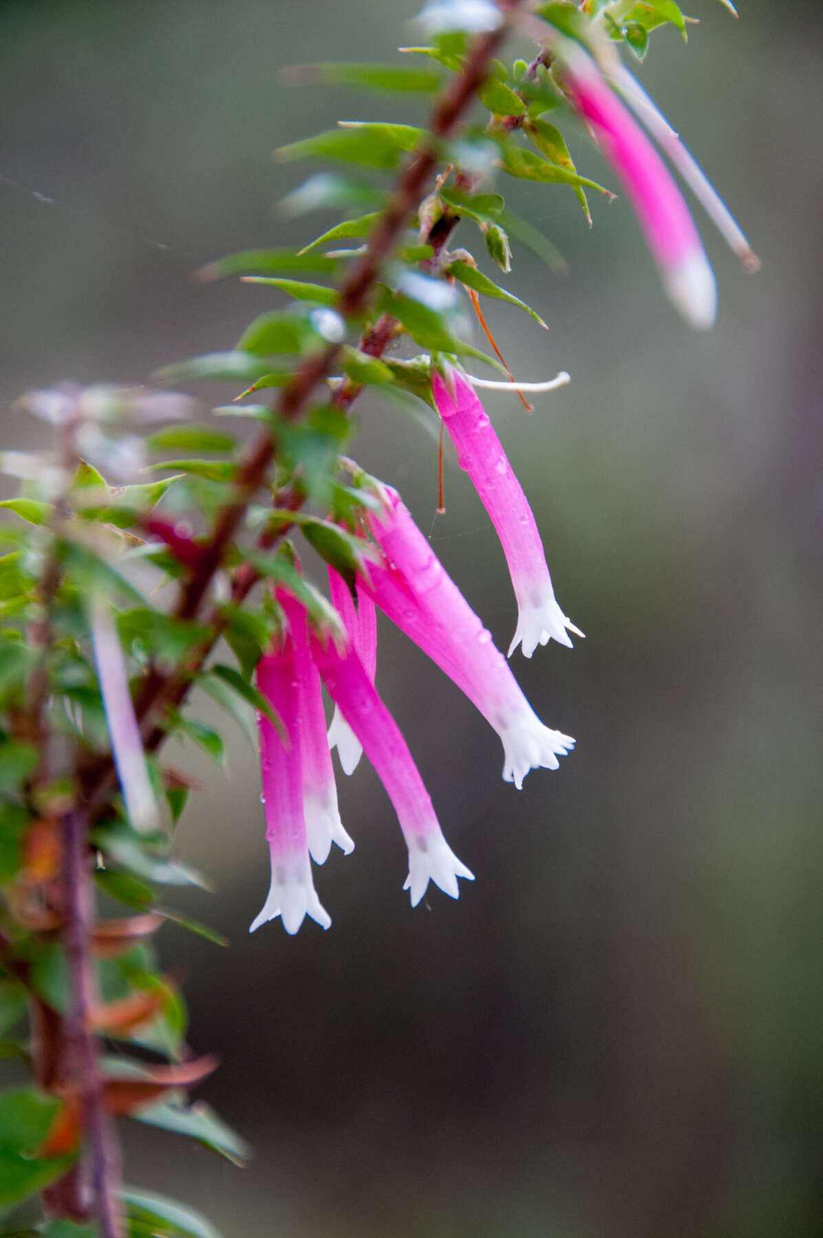 Image of Epacris longiflora Cav.