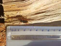 Image of Hickory Borer