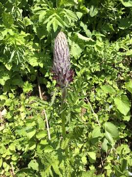 Слика од Pedicularis atropurpurea Nordm.