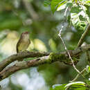 Image of Melodious Babbler