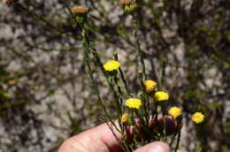 Слика од Chrysocoma esterhuyseniae E. Bayer