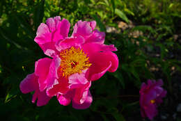 Plancia ëd Paeonia lactiflora Pall.