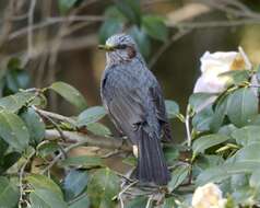 Image of Brown-eared Bulbul