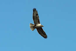 Image of Ferruginous Hawk