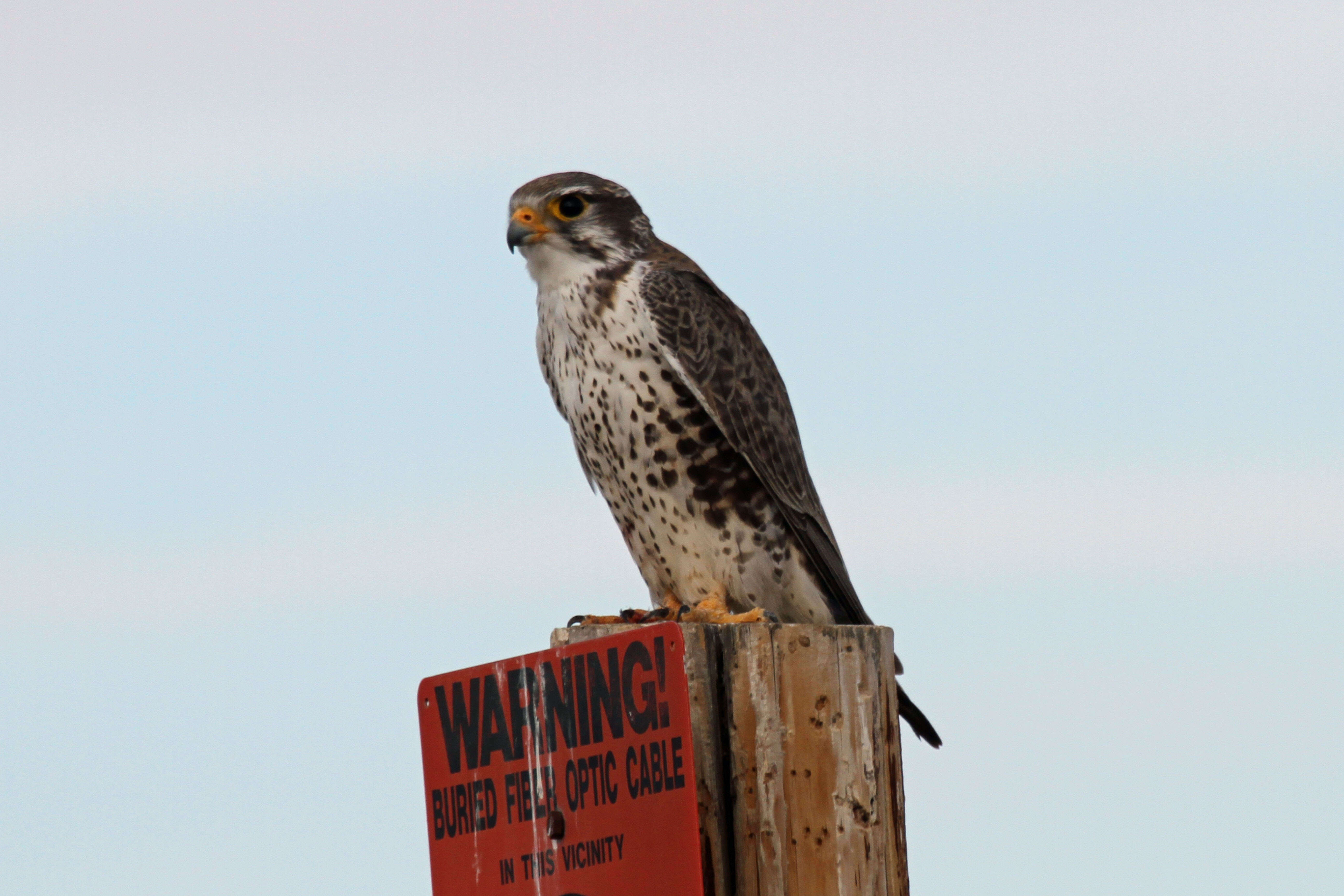 Image of Prairie Falcon