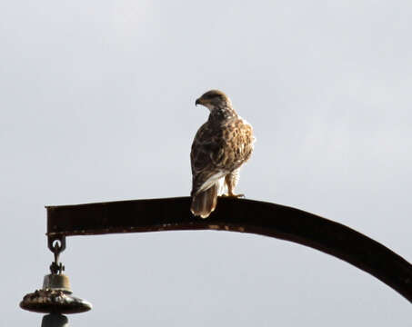 Image of Ferruginous Hawk