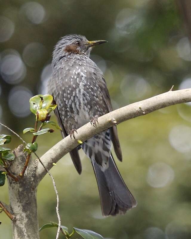 Image of Brown-eared Bulbul