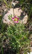 Image of Pacific anemone