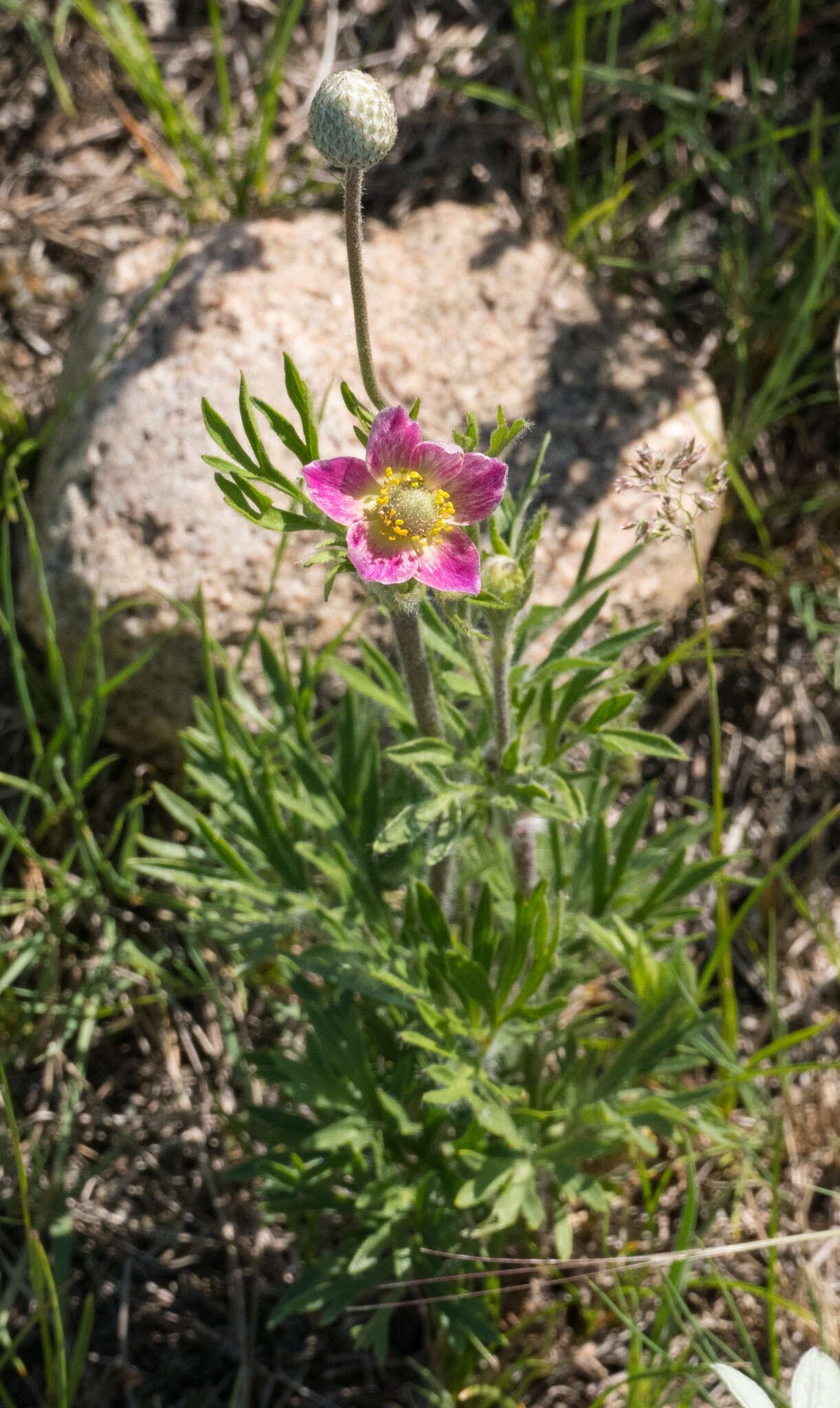 Image of Pacific anemone