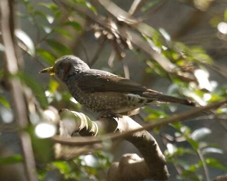 Image of Brown-eared Bulbul