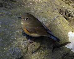 Image of Orange-flanked Bush-Robin