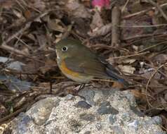 Image of Orange-flanked Bush-Robin