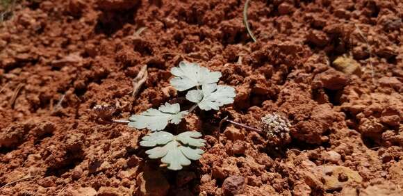 Image of twoleaf springparsley