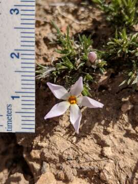 Image of carpet phlox