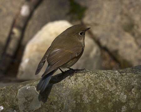 Image of Orange-flanked Bush-Robin