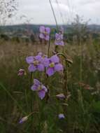 Image de Heliophila rigidiuscula Sond.