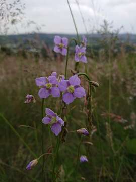 Image de Heliophila rigidiuscula Sond.