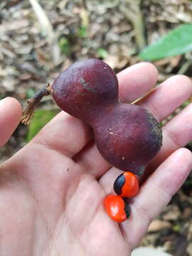 Image of Ormosia coccinea var. subsimplex (Benth.) Rudd