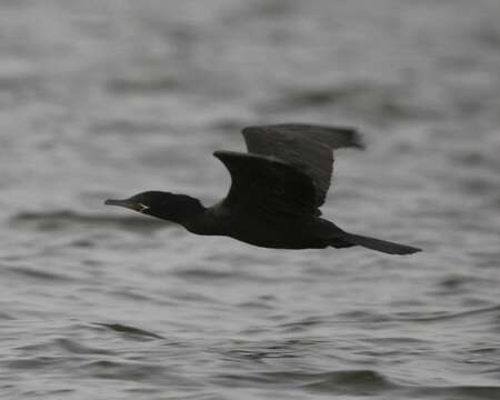 Image of Neotropic Cormorant