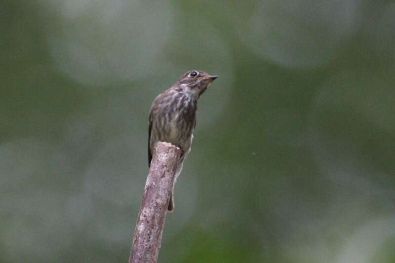 Image of Dark-sided Flycatcher