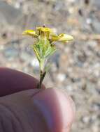 Plancia ëd Calycadenia fremontii A. Gray