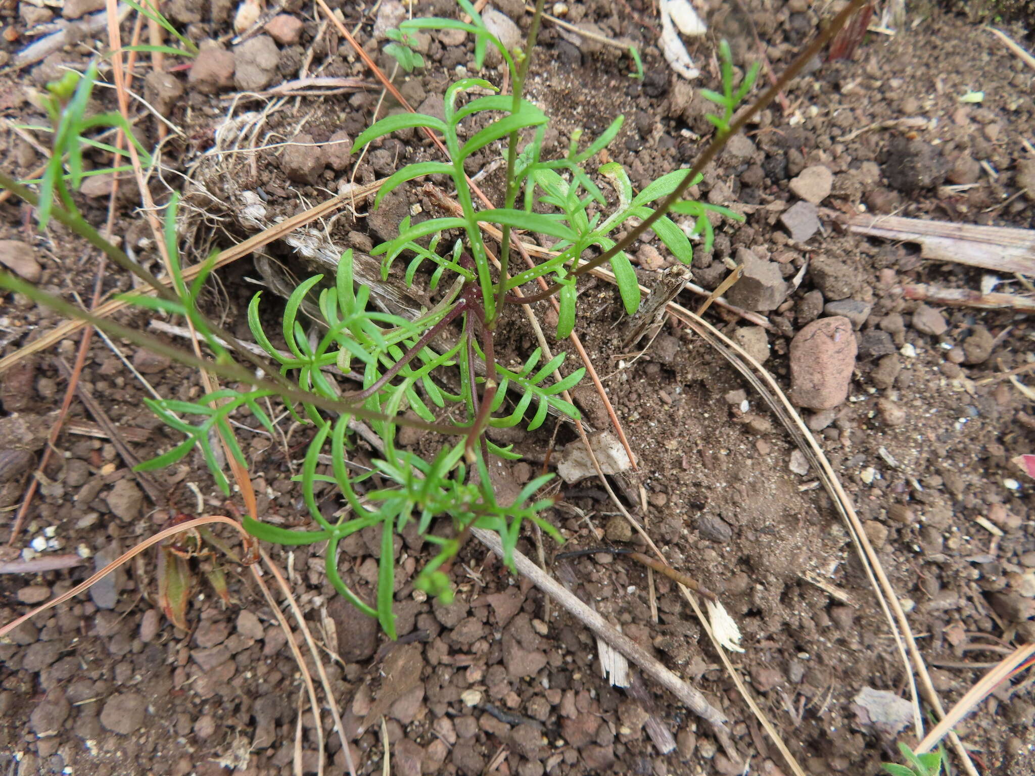 Image de Heliophila diffusa var. flacca (Sond.) Marais