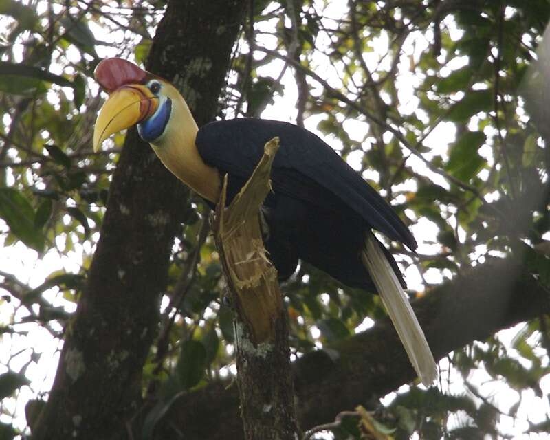 Image of Knobbed Hornbill