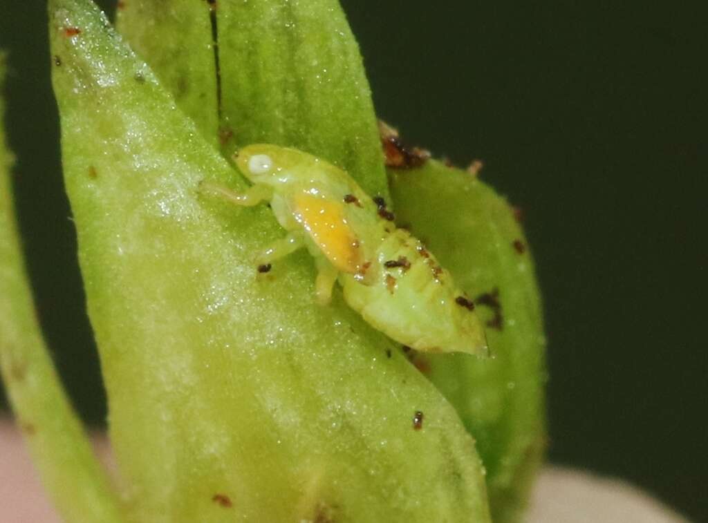 Image de Craspedolepta lapsus Journet & Vickery 1979