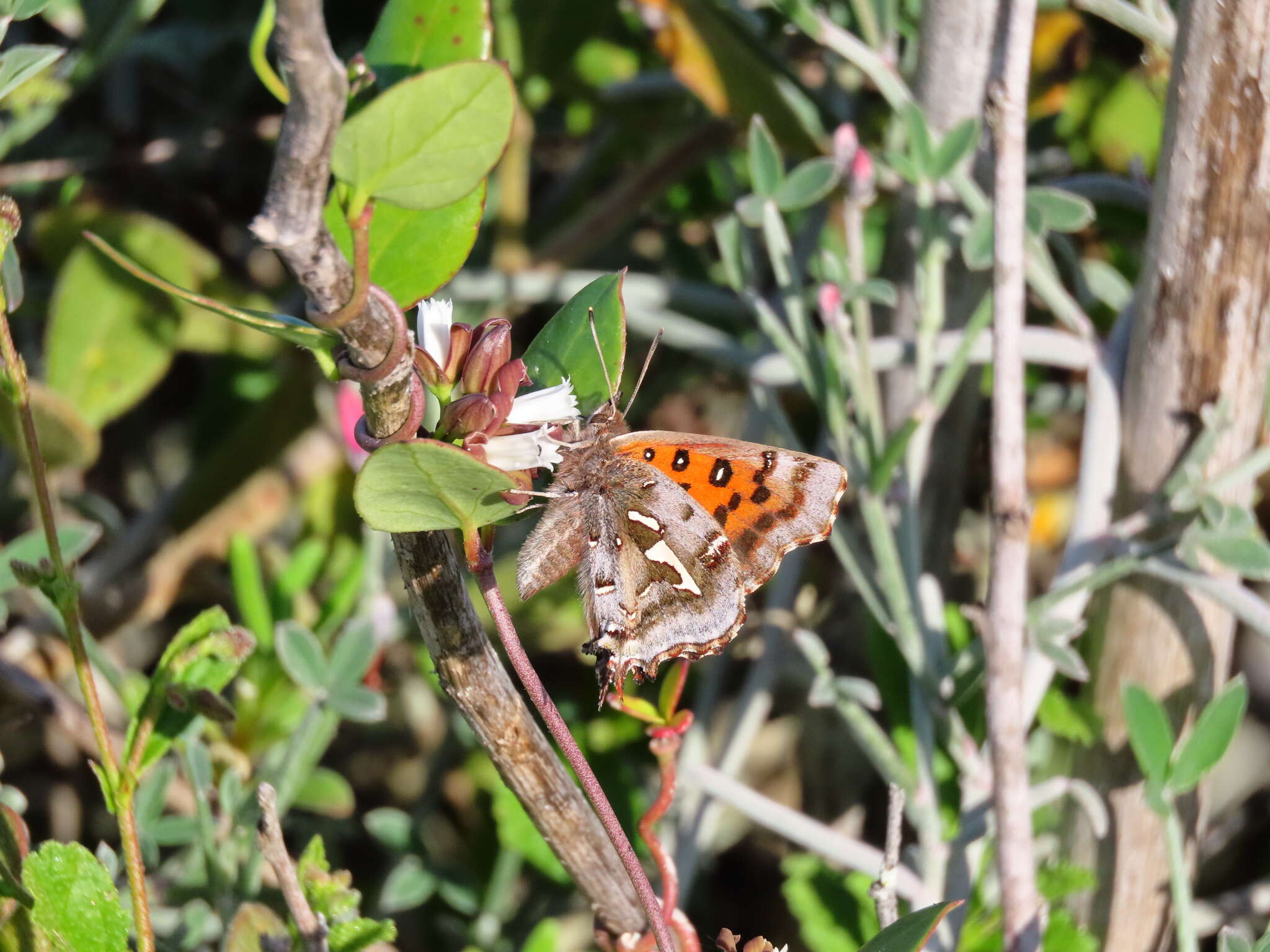 Image of Phasis thero (Linnaeus 1764)