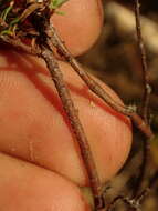 Image of Pimelea orthia C. J. Burrows & Thorsen