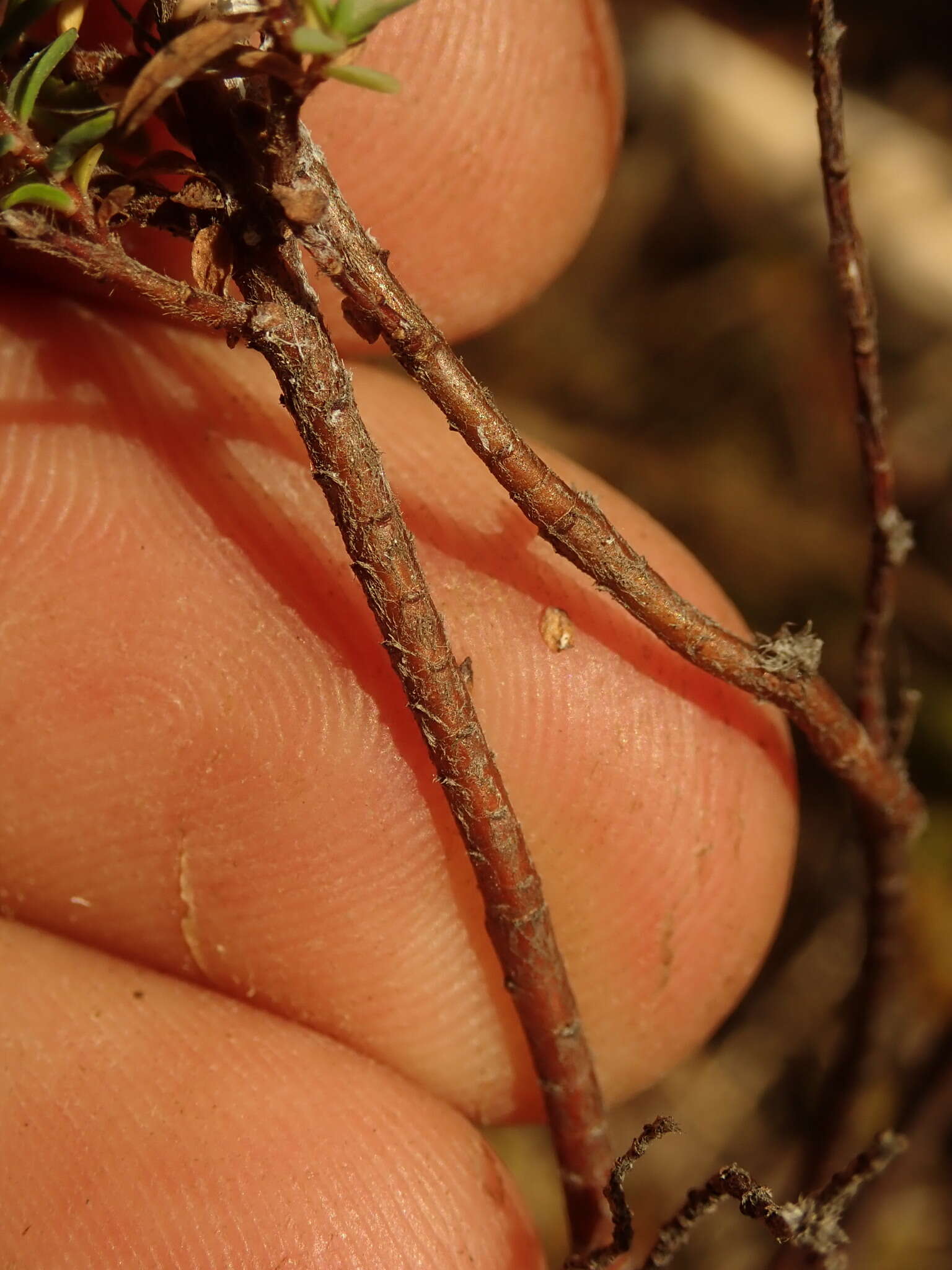 Image of Pimelea orthia C. J. Burrows & Thorsen