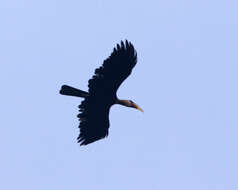 Image of Wrinkled Hornbill