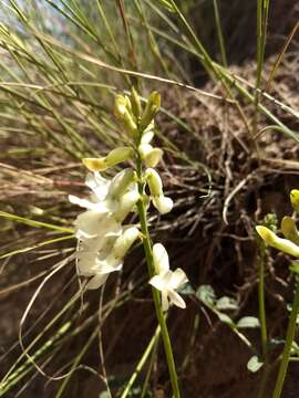 Image of curvepod milkvetch