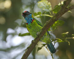 Image of Red-crowned Barbet