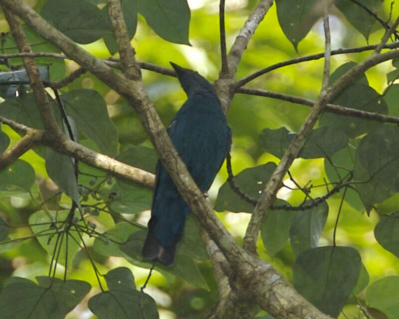 Image of fairy-bluebirds